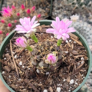 May include: A small cactus plant with pink flowers in a green pot. The cactus is surrounded by brown mulch and the pot is sitting on a table.