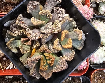 Titanopsis Calcarea