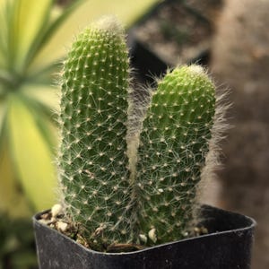 May include: Two small green cacti with white fuzz growing in a black pot.