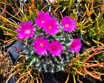 Desert Rose 4" Inch Pot - Trichodiadema Densum