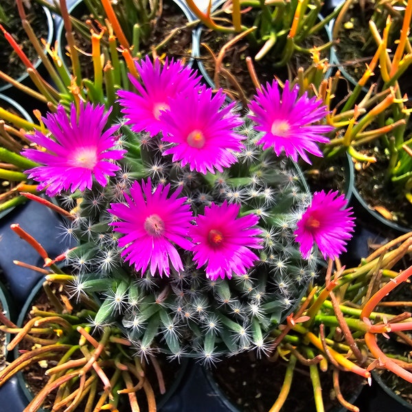 Desert Rose 4" Inch Pot - Trichodiadema Densum