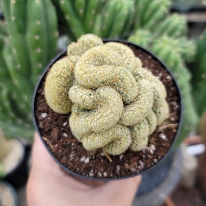 Mammillaria Brain Cactus - 4" Inch Pot