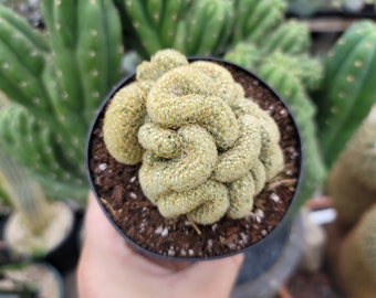 Mammillaria Brain Cactus - 4" Inch Pot