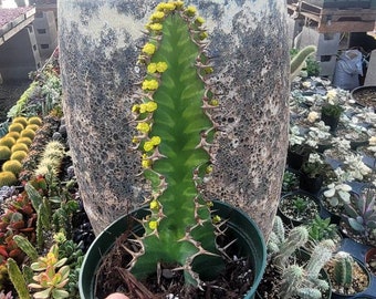 Euphorbia Grandialata 6" Inch Cutting- Zig Zag Cactus