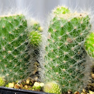 Monkey Tail Cactus 4 Inch Square Pot 4x Plants Cut With Pups image 5