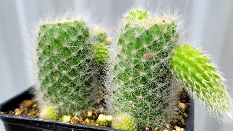 Monkey Tail Cactus 4 Inch Square Pot 4x Plants Cut With Pups image 5