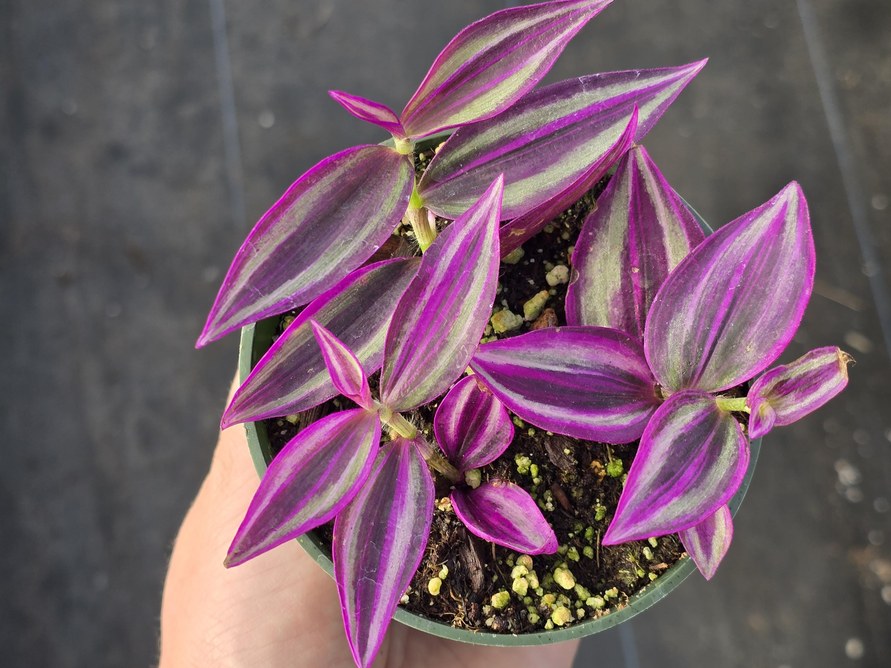 Tradescantia 'pink Paradise' - 4" Inch Pot - Etsy