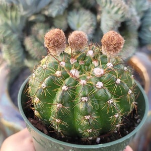 Notocactus Ottonis Indian Head 4 Pot Yellow Flower image 2