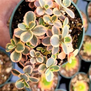 Sedum SunSparkler &#39;Wild Fire&#39; - Live Succulent - 4&quot;