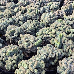 Myrtillo Cactus - Etsy
