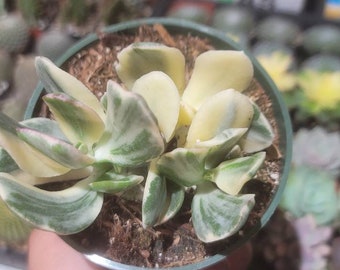 Variegated Jade 4"