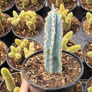 May include: A tall, blue-green cactus with white, fuzzy edges is potted in a black container filled with soil. The cactus is surrounded by other potted cacti, some with yellow-green, fuzzy segments.