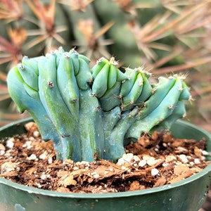 kaktus liściasty Epiphyllum anguliger main image 0