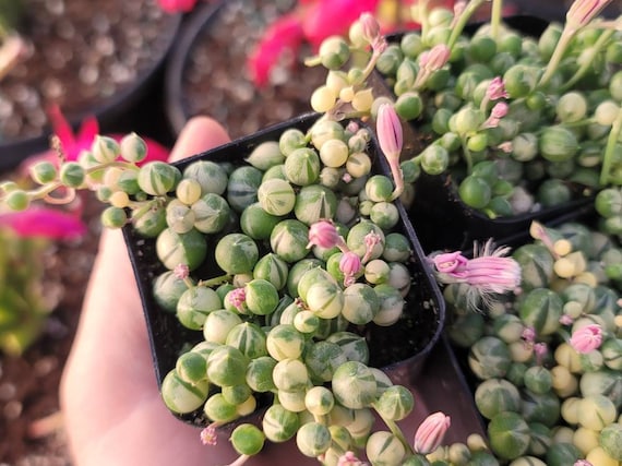 Variegated String of Pearls - 2" Senecio Rowleyanus Veriegata - Trailing  Plant - Full Cup - Etsy Schweiz