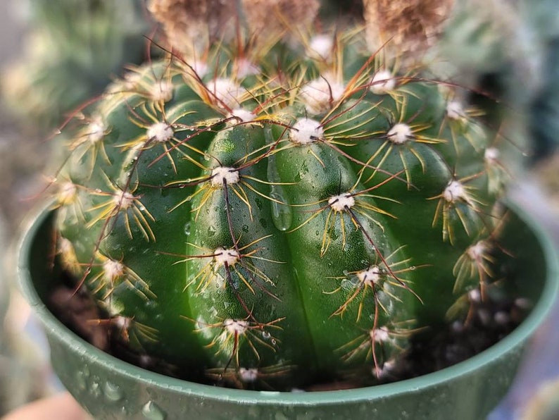 Notocactus Ottonis Indian Head 4 Pot Yellow Flower image 5