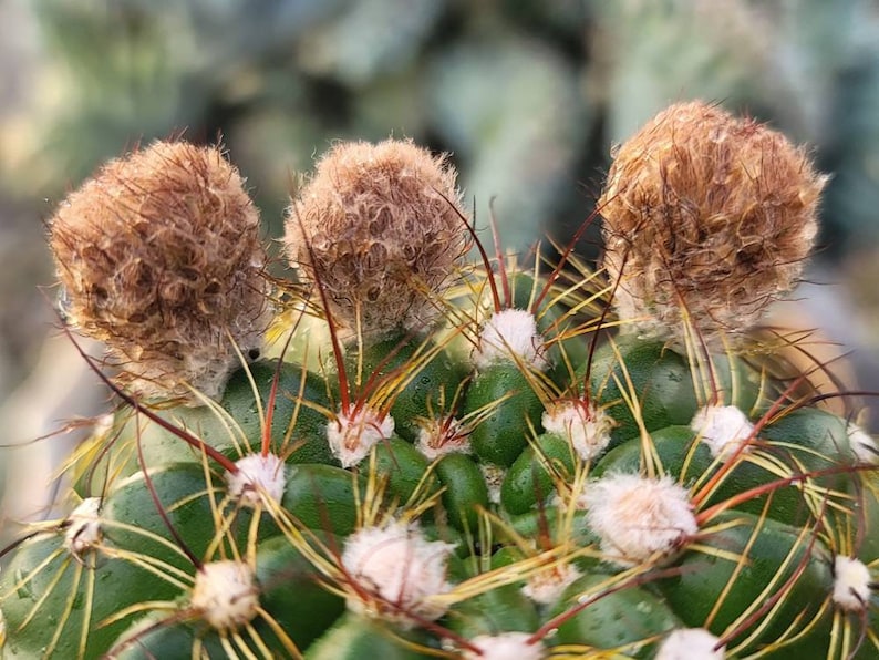 Notocactus Ottonis Indian Head 4 Pot Yellow Flower image 7