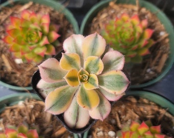 Aeonium Sunburst 2" Inch Pot - Full Sun Plant