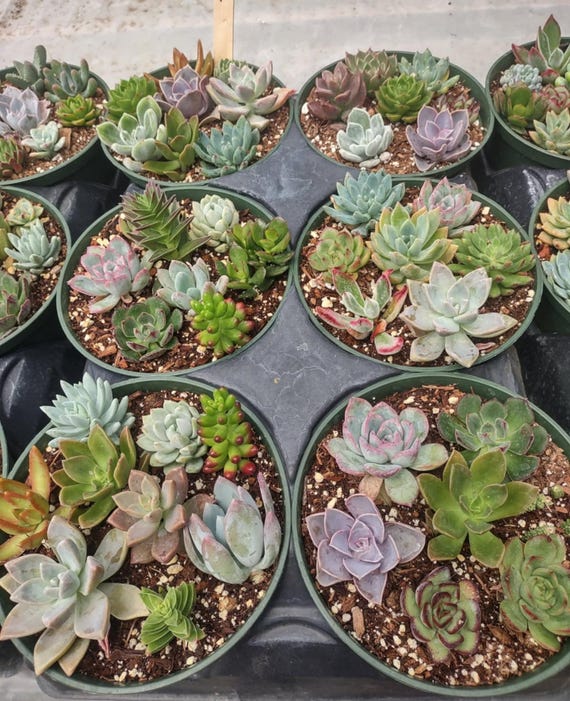 rabbit ear succulent Monilaria moniliformis
