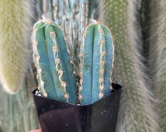 Blue Pilocereus Pachyladus - Hairy Cactus - 2" Double Plant