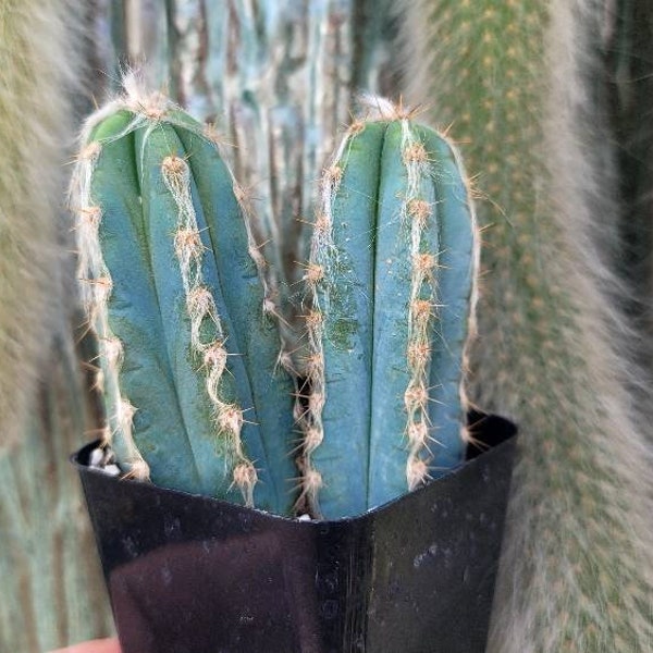 Blue Pilocereus Pachyladus - Hairy Cactus - 2" Double Plant