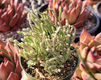 Variegated Crassula Muscosa 4" - Variegated "Watch Chain" Succulent