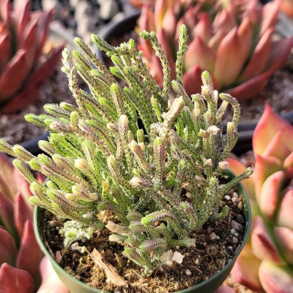 Variegated Crassula Muscosa 4" - Variegated "Watch Chain" Succulent