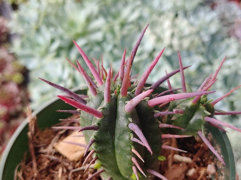 831Succulents Euphorbia Ferox - Thumbnail 3