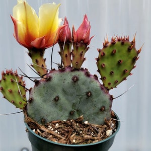 Cactus Pups - Etsy