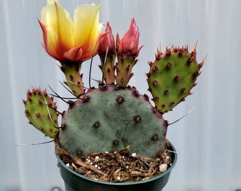 Santa Rita Cactus 4" - Single Paddle