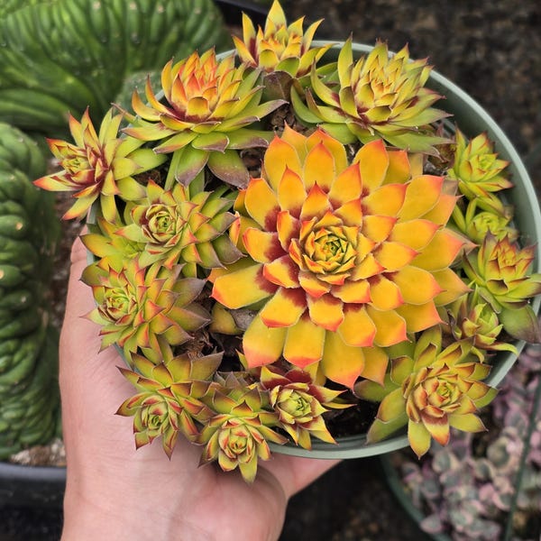 Sempervivum Gold Nugget - 6" Inch Pot - Multiple Pups