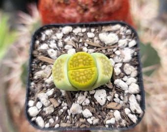 Lithop Yellow Color 2"