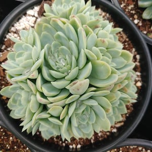 May include: A close-up of a green succulent plant with many layers of leaves. The plant is in a black pot with brown soil.