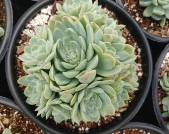 Echeveria Elegance - 1 Gallon Size - Multiple Pups