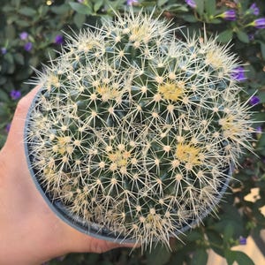 May include: A round cactus in a blue pot, covered in sharp, white spines. The cactus has small yellow flowers and is surrounded by green foliage with purple flowers in the background. The plant is held in a hand.