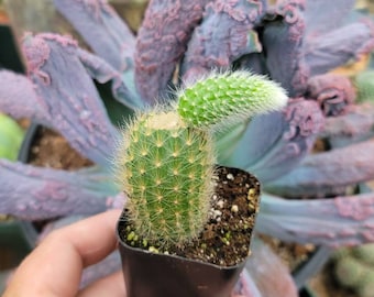 Monkey Tail Cactus 2" Pot - Cut With Pup - Special Listing - Cleistocactus  Colademononis