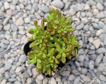 Aeonium Sedifolium Dwarf - 2"