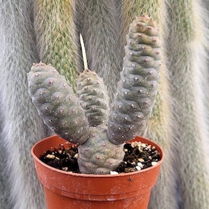 May include: A small potted cactus with three segmented, cylindrical stems. The cactus is a muted green color with small, white, dot-like protrusions. It sits in a small, brown plastic pot filled with soil and small white stones. The background features a fuzzy, light-colored cactus.