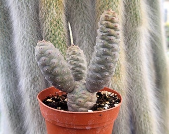 Tephrocactus Articulatus - Pine Cone Cactus - 4" Pot
