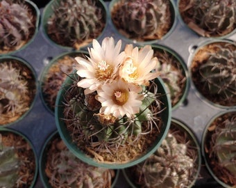 Cactus 'Neoporteria Jussieui ' 4"