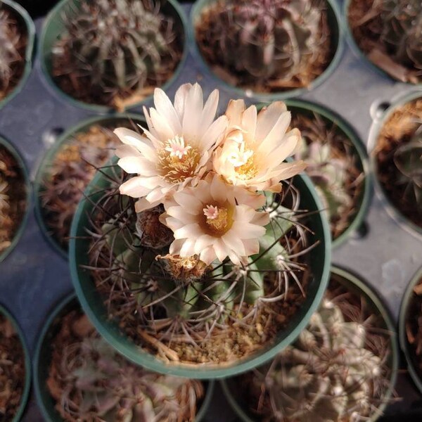 Cactus 'Neoporteria Jussieui ' 4"