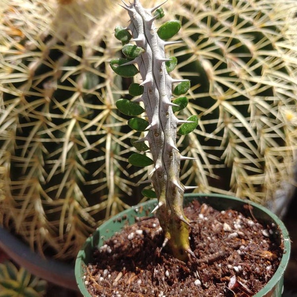 Alluaudia Procera - Madagascar Ocotillo - 4" Inch Pot