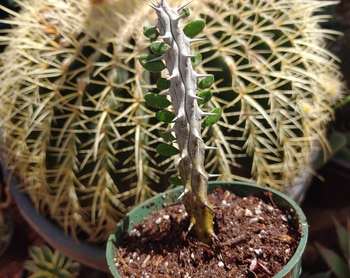 If you have Madagascar Ocotillo (Alluaudia procera), you