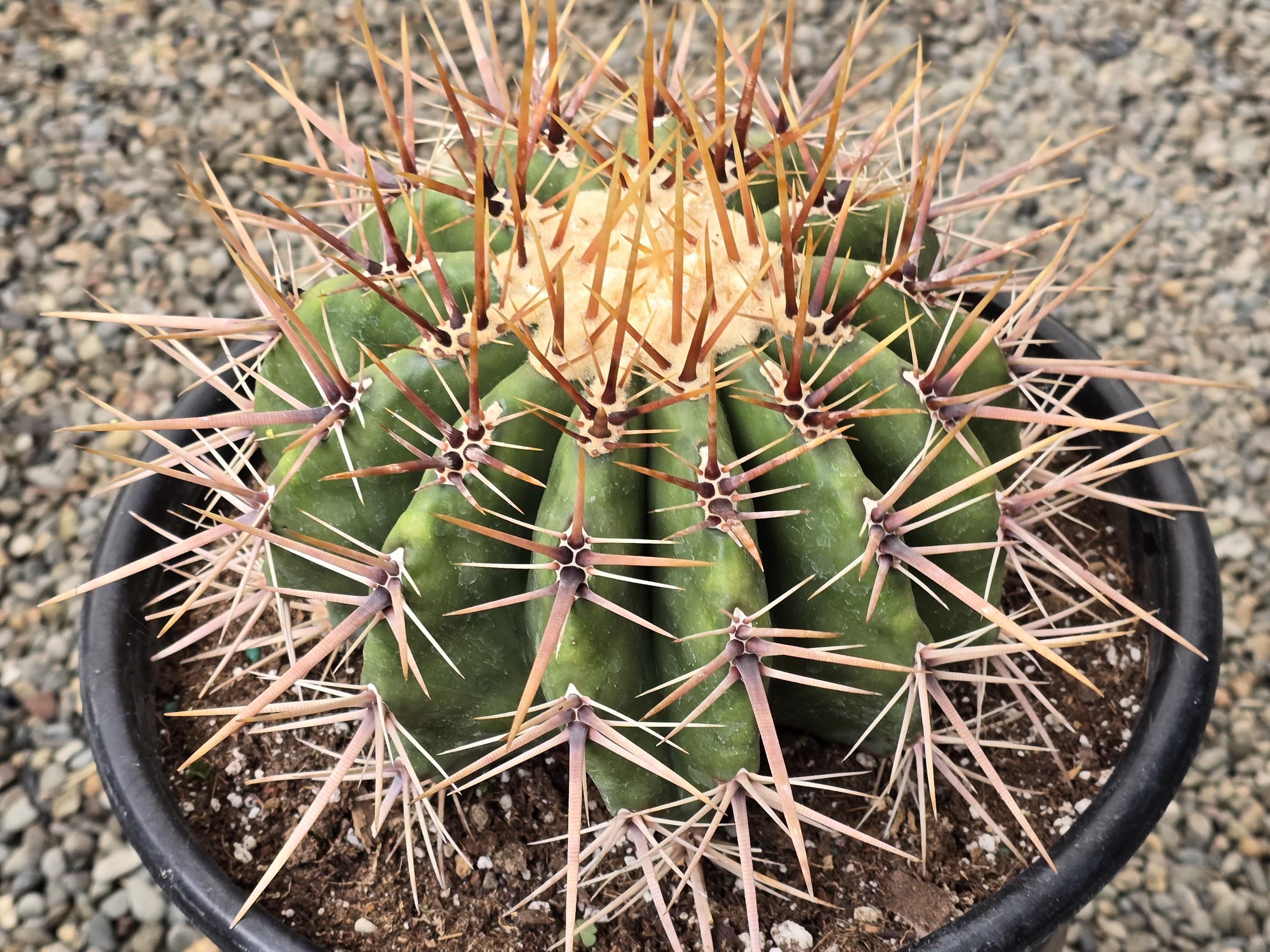 Ferrocactus Engins - Exact One In Picture - Special Listing
