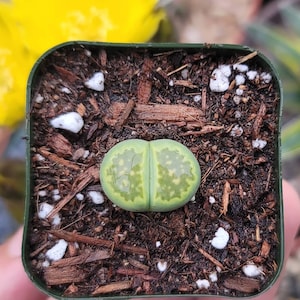 May include: A green and white succulent plant with a unique pattern in a small green pot. The plant is sitting on a brown surface.