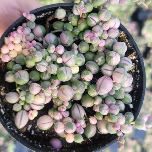 Variegated string of pearls for pink Wednesday 🍬🍬🍬 : r/succulents