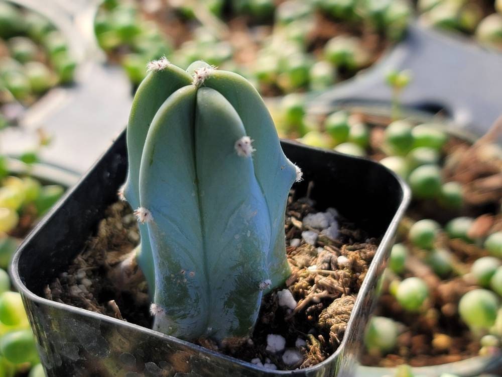 Myrtillocactus Geometrizans 2"