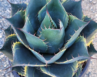 Agave Parrasana 'meat Claw'- ONE GALLON Size - Etsy