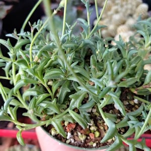 May include: A close-up of a succulent plant with long, thin, green leaves. The plant is growing in a small brown pot.