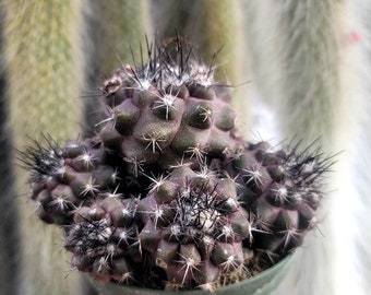 COPIAPOA MONSTER × gyaromi × upfield. il_1080xN.4922887469_tagq.jpg