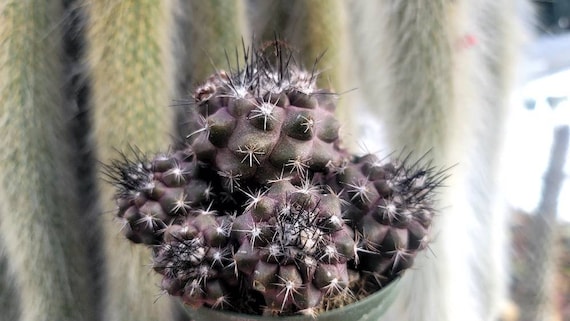 Copiapoa tenuissima f. monstruosa